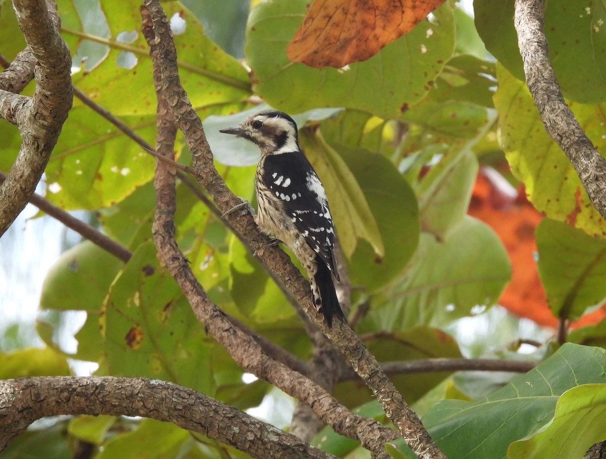 Gray-capped Pygmy Woodpecker - Scott Weaver