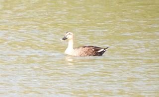 Eastern Spot-billed Duck, ML292074771
