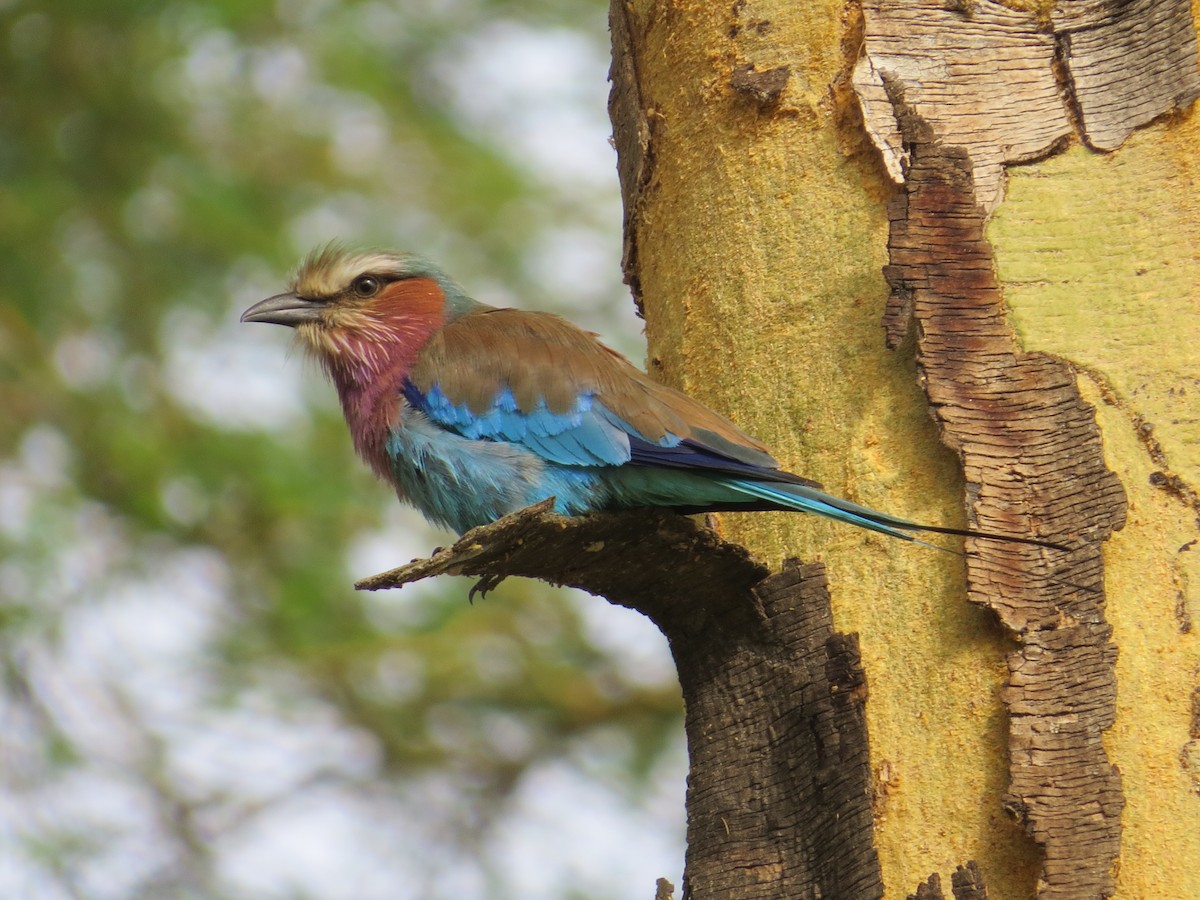 Lilac-breasted Roller - Wieland Feuerabendt