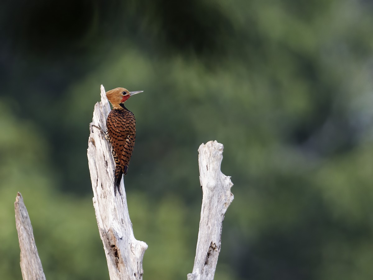Ringed Woodpecker (Amazonian Black-breasted) - ML292077531