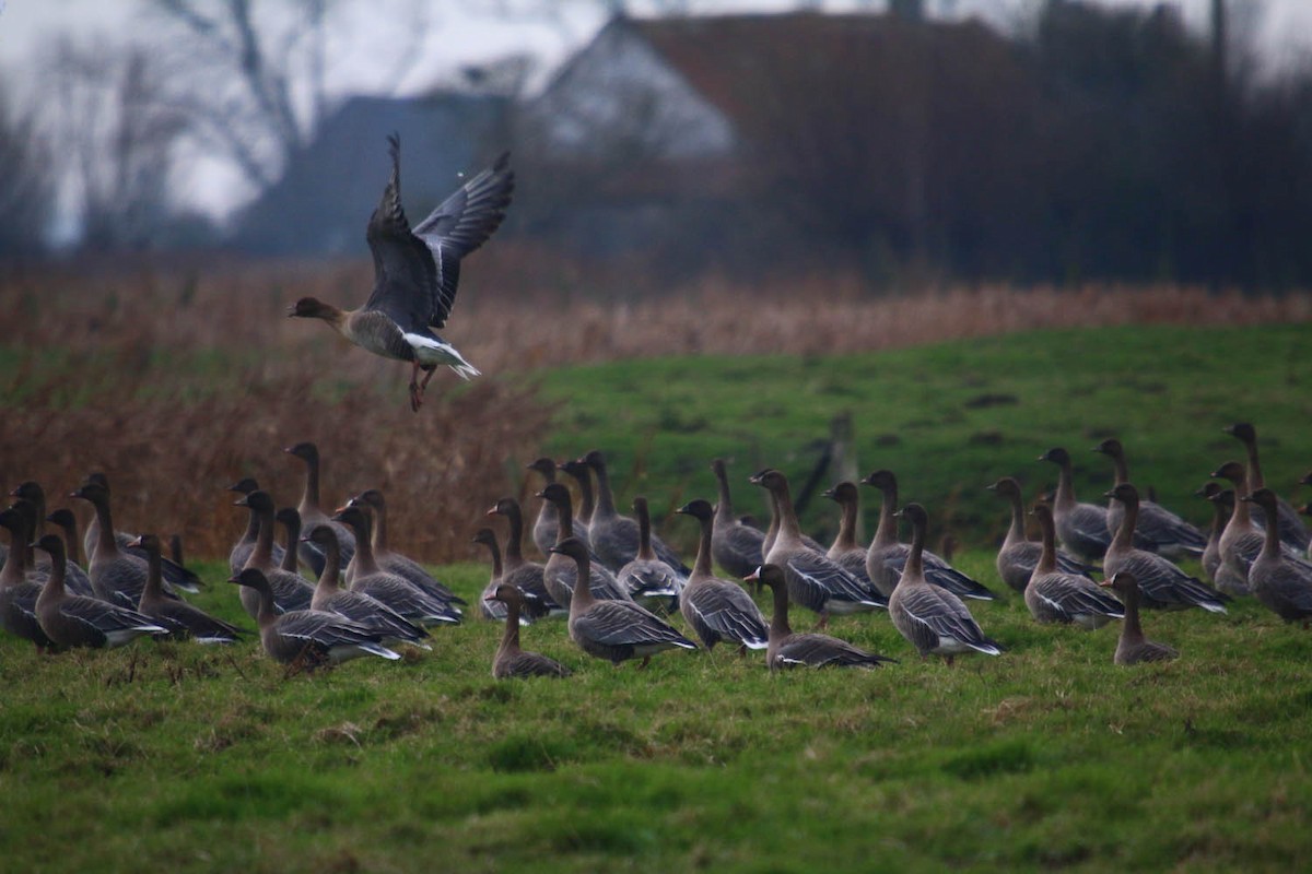 Pink-footed Goose - ML292079351