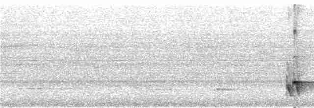 Graubrust-Ameisendrossel - ML292080