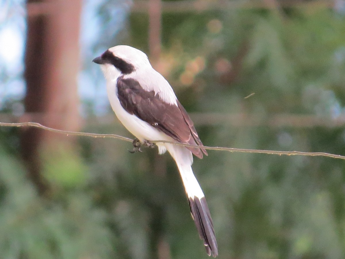 Gray-backed Fiscal - Wieland Feuerabendt