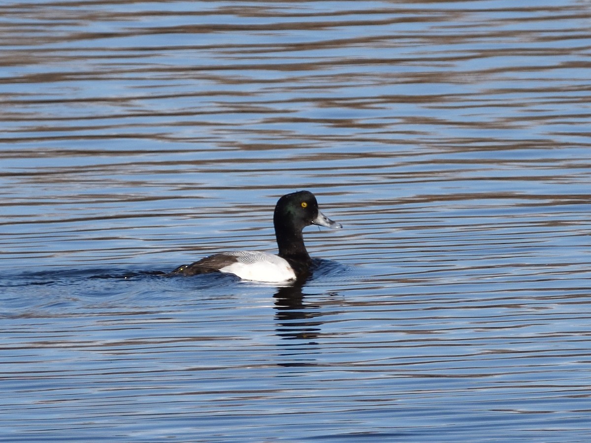 Greater Scaup - ML292083071