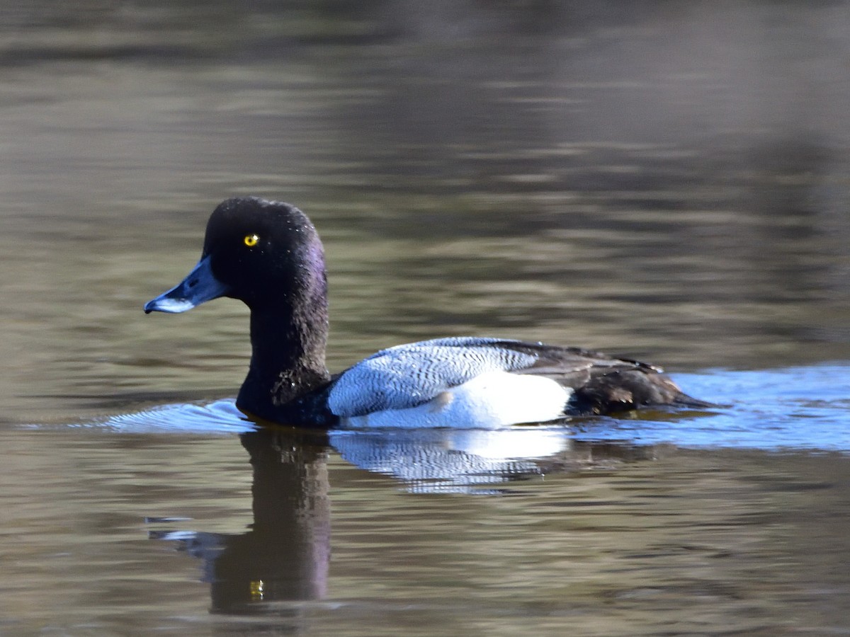 Greater Scaup - ML292083081