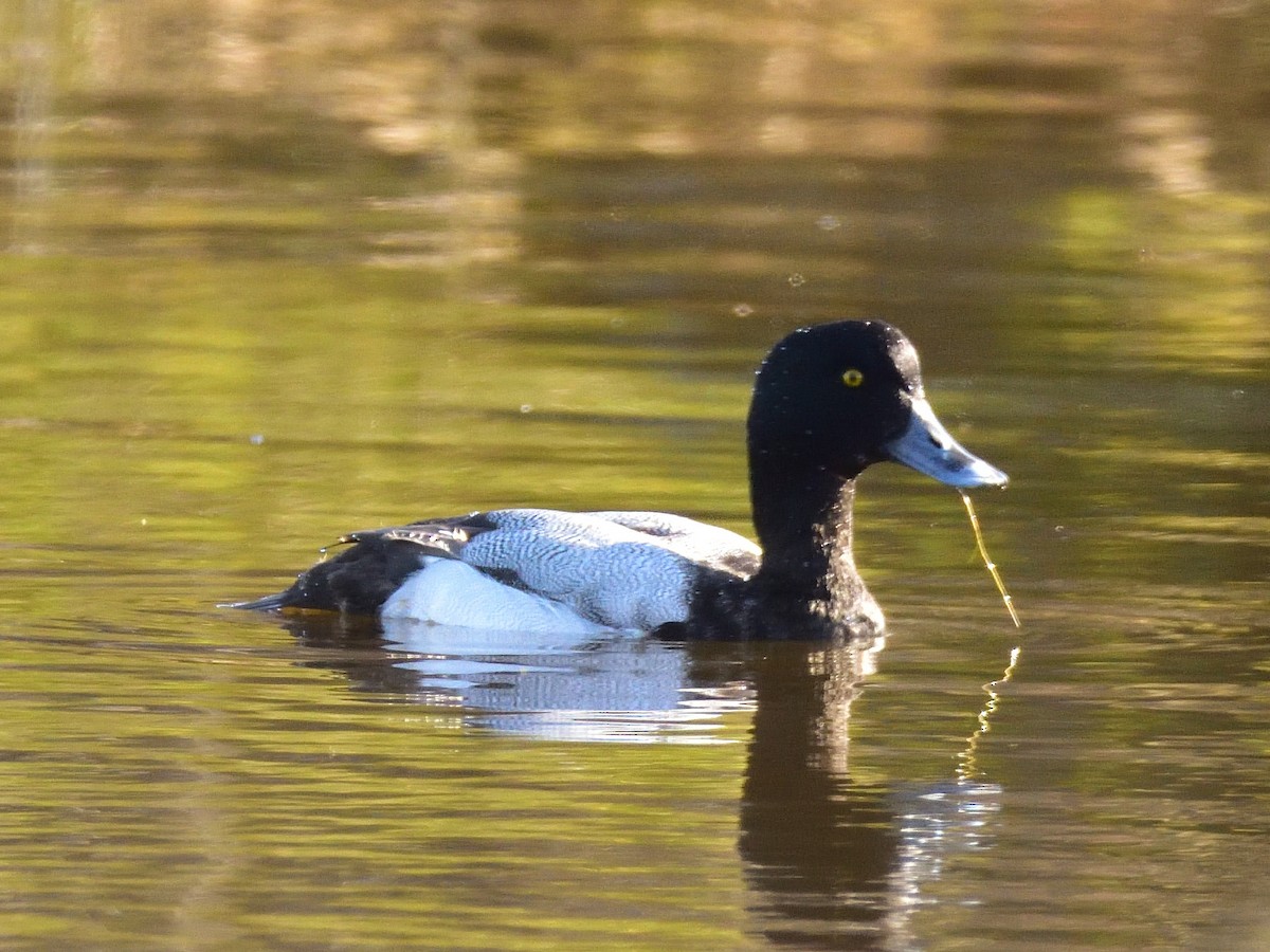 Greater Scaup - ML292083091
