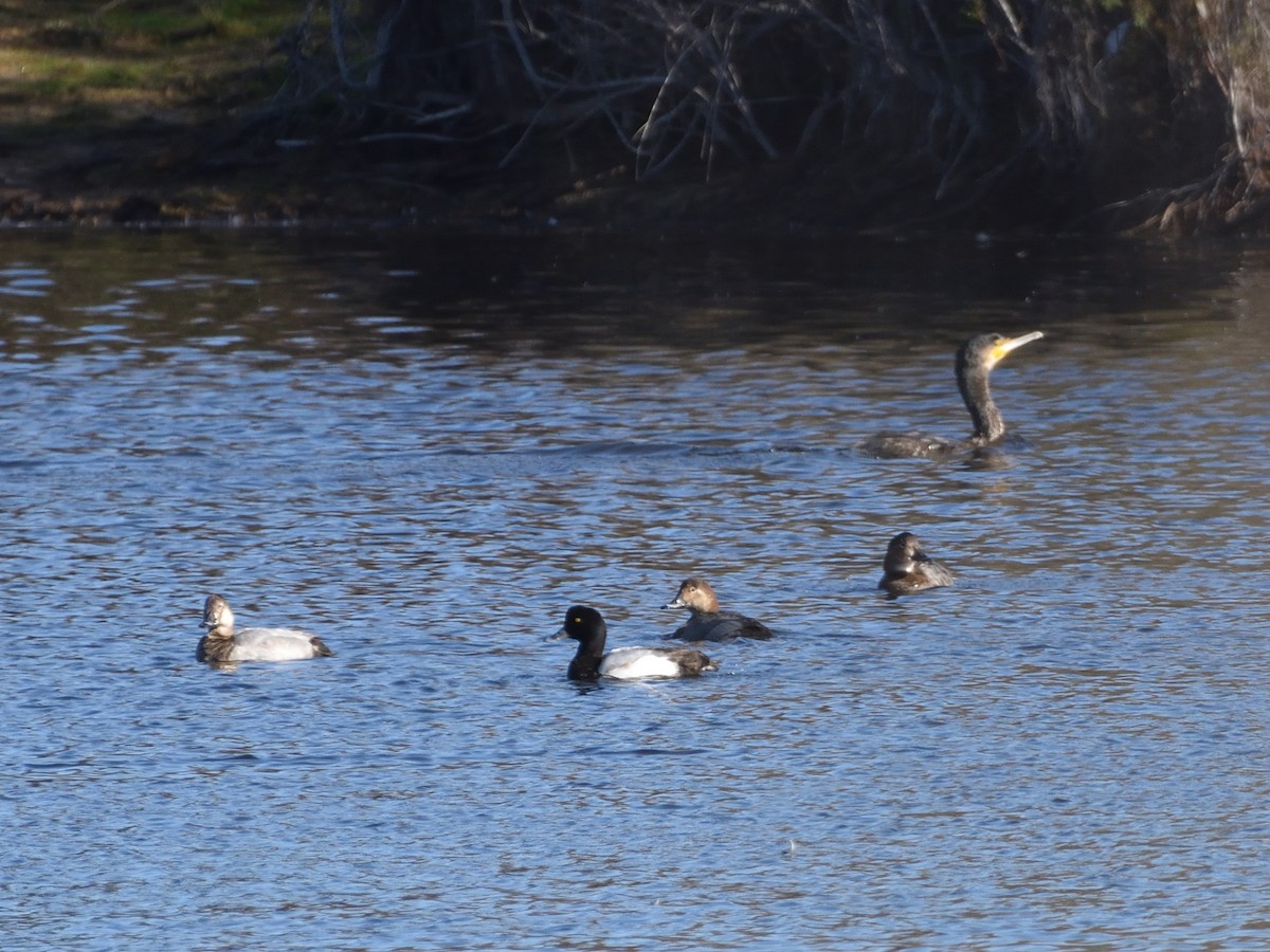 Greater Scaup - ML292083101