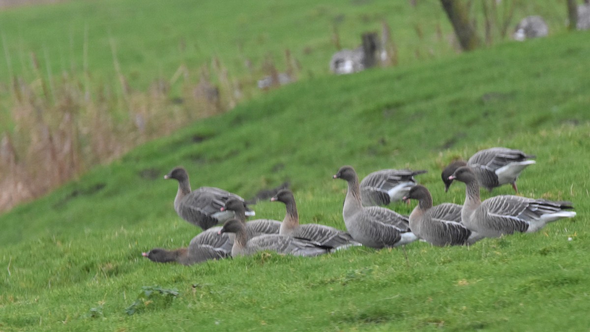 Pink-footed Goose - ML292084191