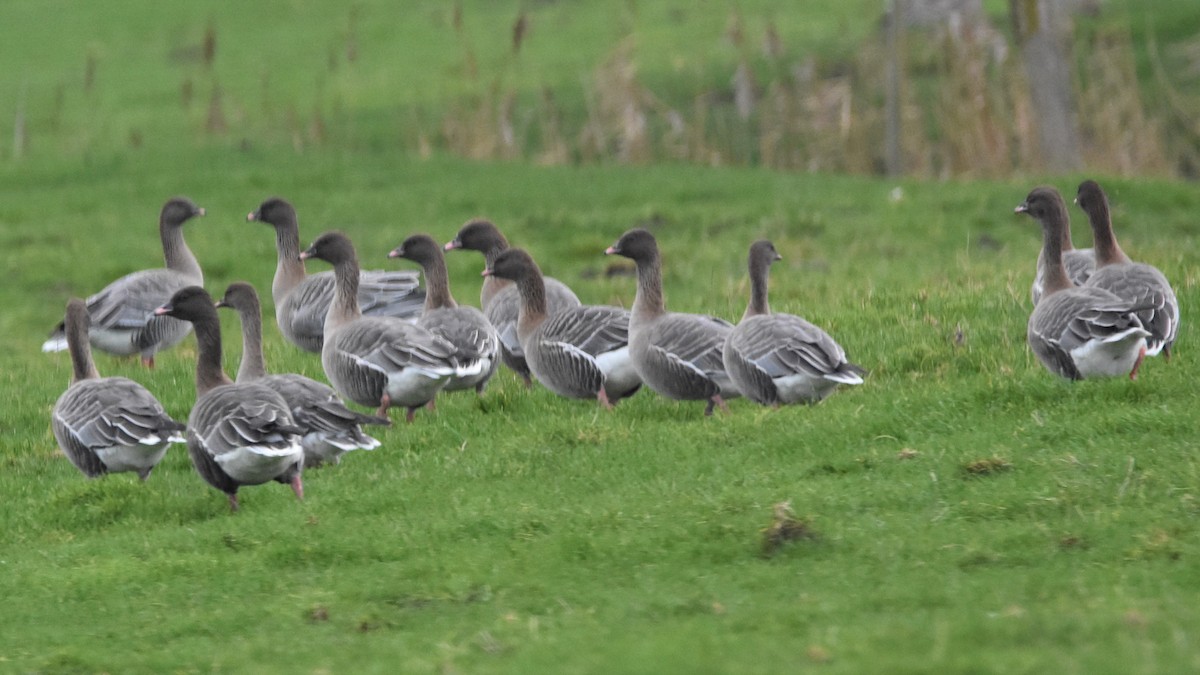 Pink-footed Goose - ML292084201