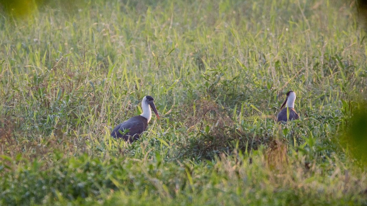 Asian Woolly-necked Stork - Aniketa Kabir