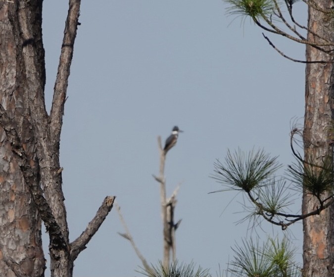 Belted Kingfisher - ML292086541