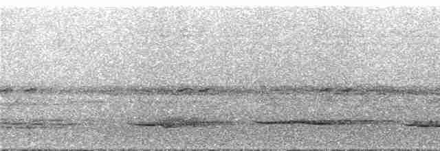White-necked Thrush - ML292087
