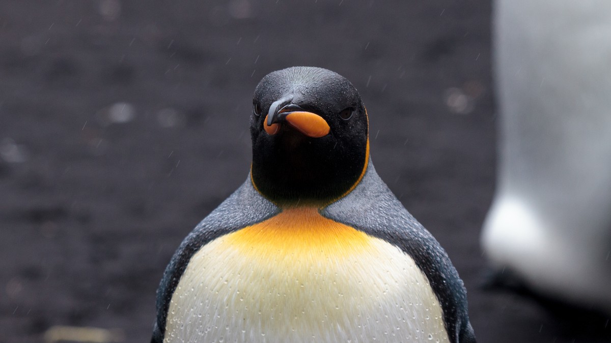 King Penguin - Philip Massie