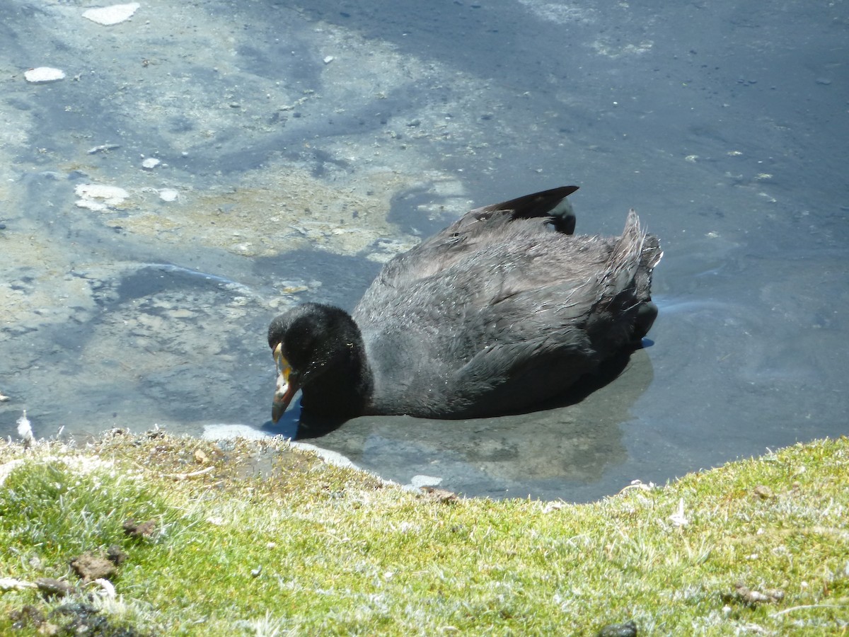 Giant Coot - ML292090421