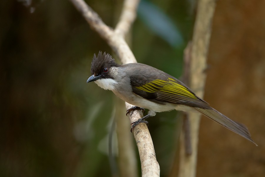 นกปรอดแถบปีกเหลือง (ธรรมดา) - eBird