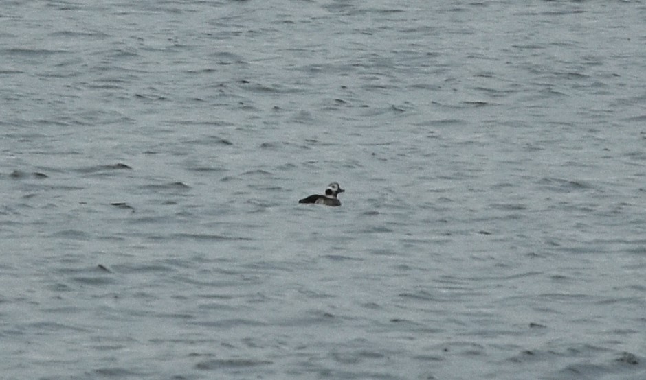 Long-tailed Duck - ML292110441
