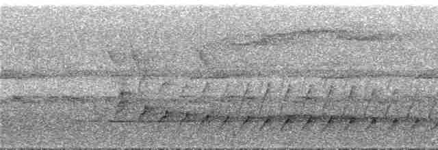 Black-banded Woodcreeper (Spot-throated) - ML292113