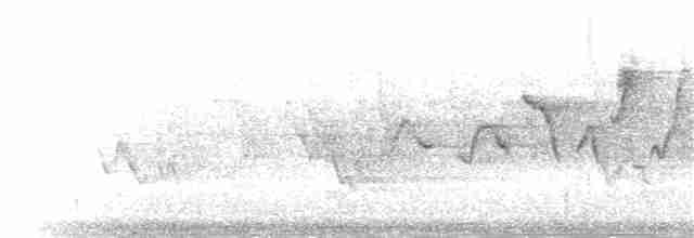 Kara Gözlü Junko (hyemalis/carolinensis) - ML29211301