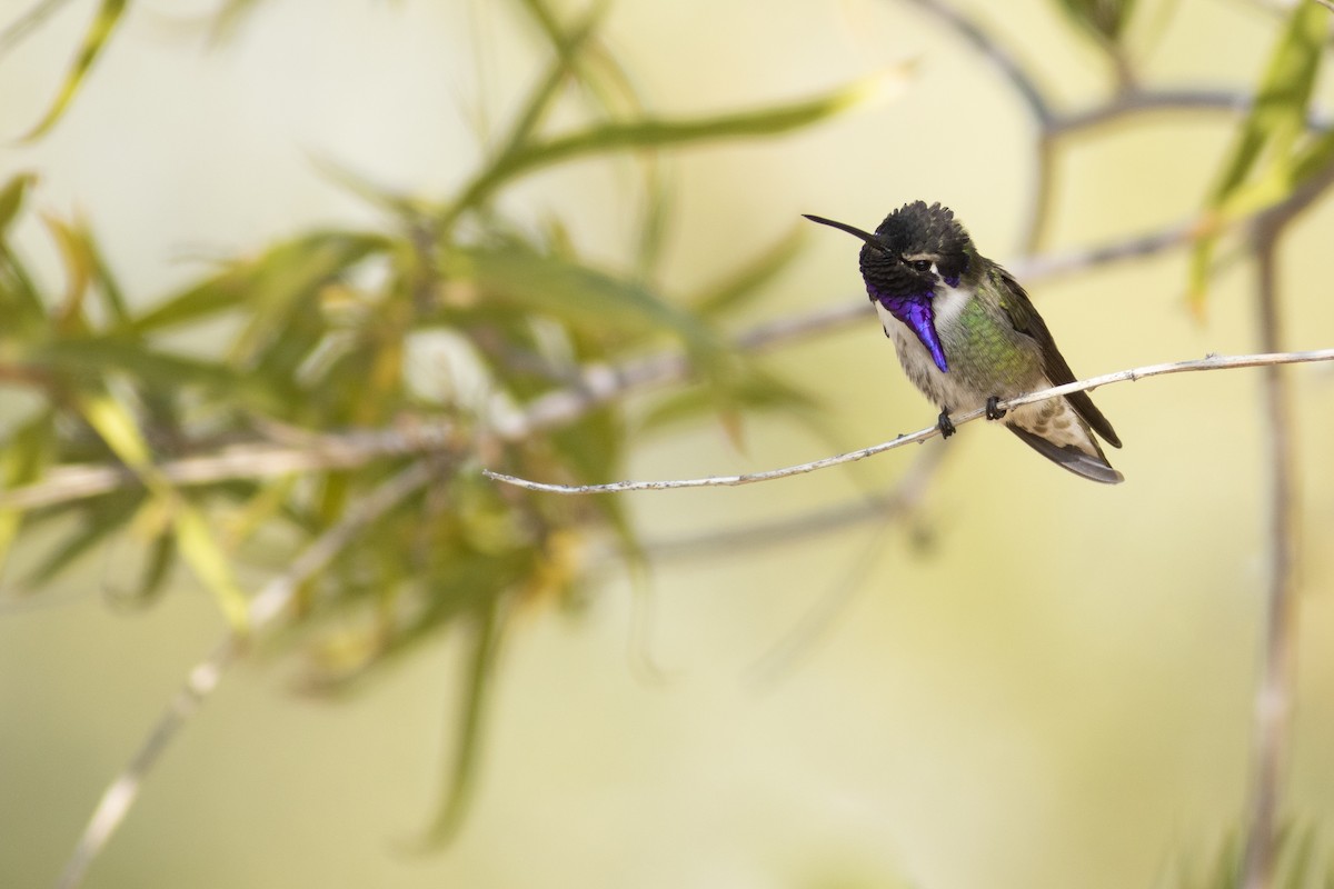 Costa's Hummingbird - ML292115941