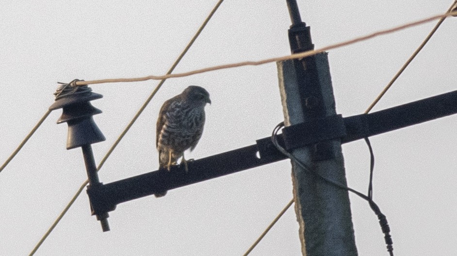Eurasian Sparrowhawk - ML292117411