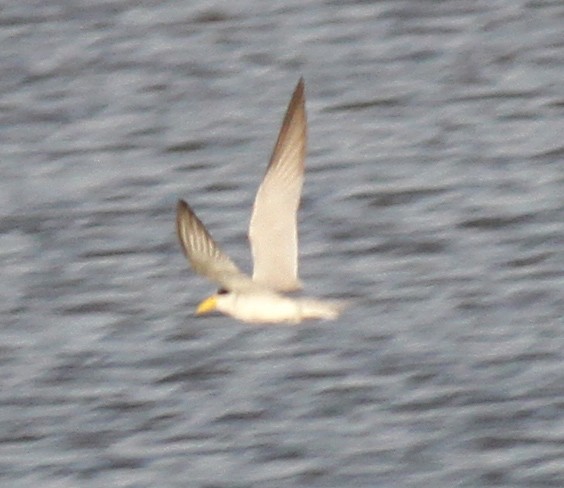 Yellow-billed Tern - Larry Sirvio