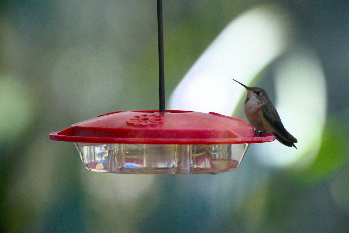 Rufous Hummingbird - ML292123121