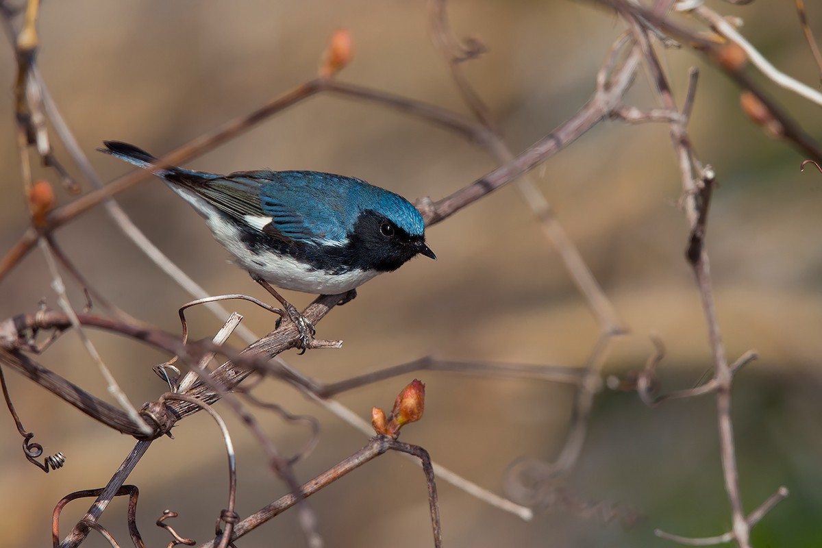 Black-throated Blue Warbler - ML29212891