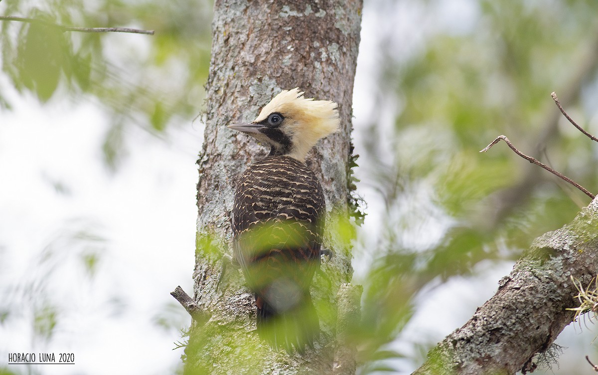 Pale-crested Woodpecker - ML292130651