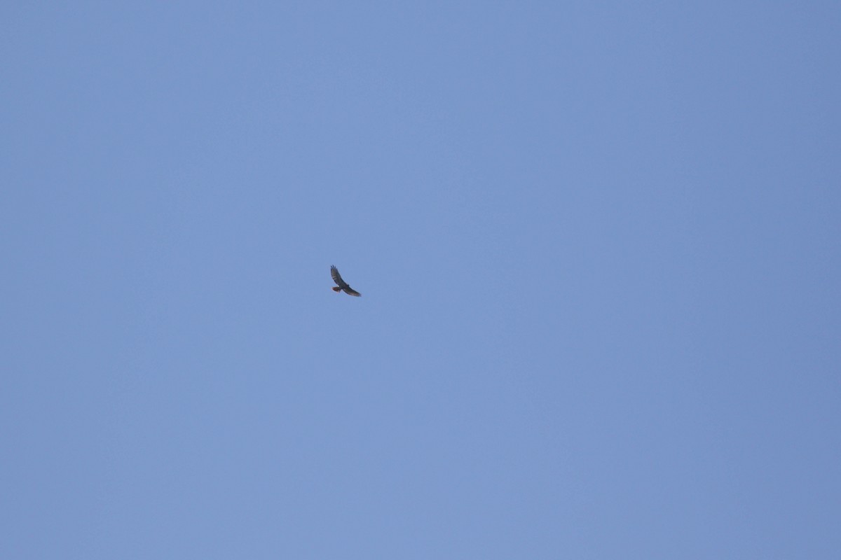 Red-tailed Hawk (borealis) - ML292131421