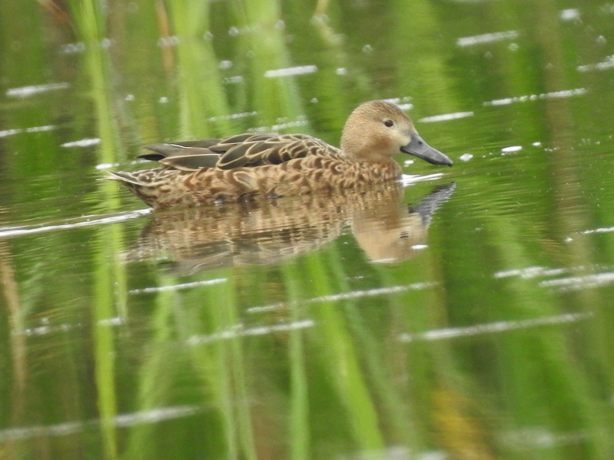 Blue-winged Teal - ML292135521
