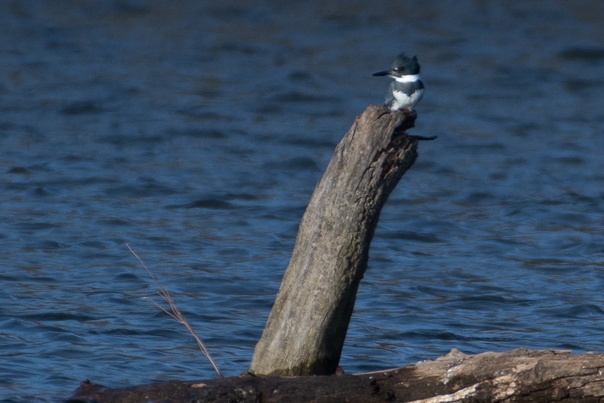 Belted Kingfisher - ML292136101