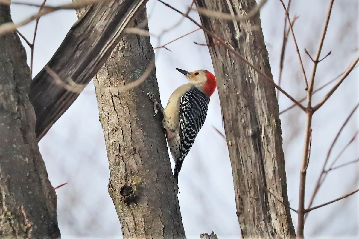Red-bellied Woodpecker - ML292136341