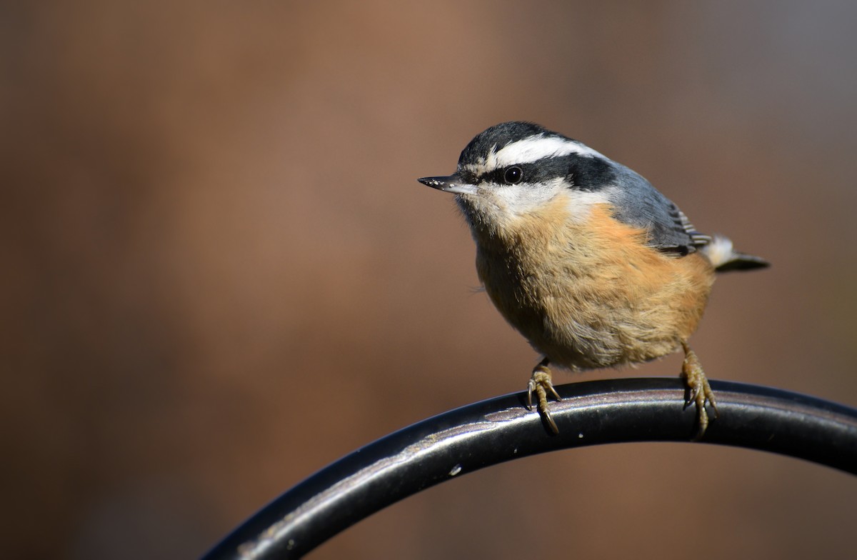 Red-breasted Nuthatch - ML292137091