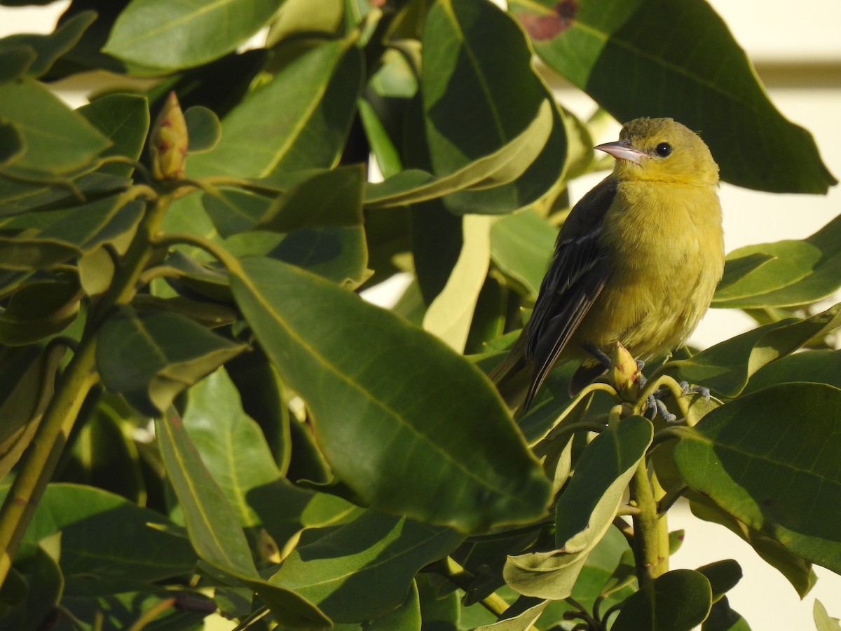 Orchard Oriole - ML292143091
