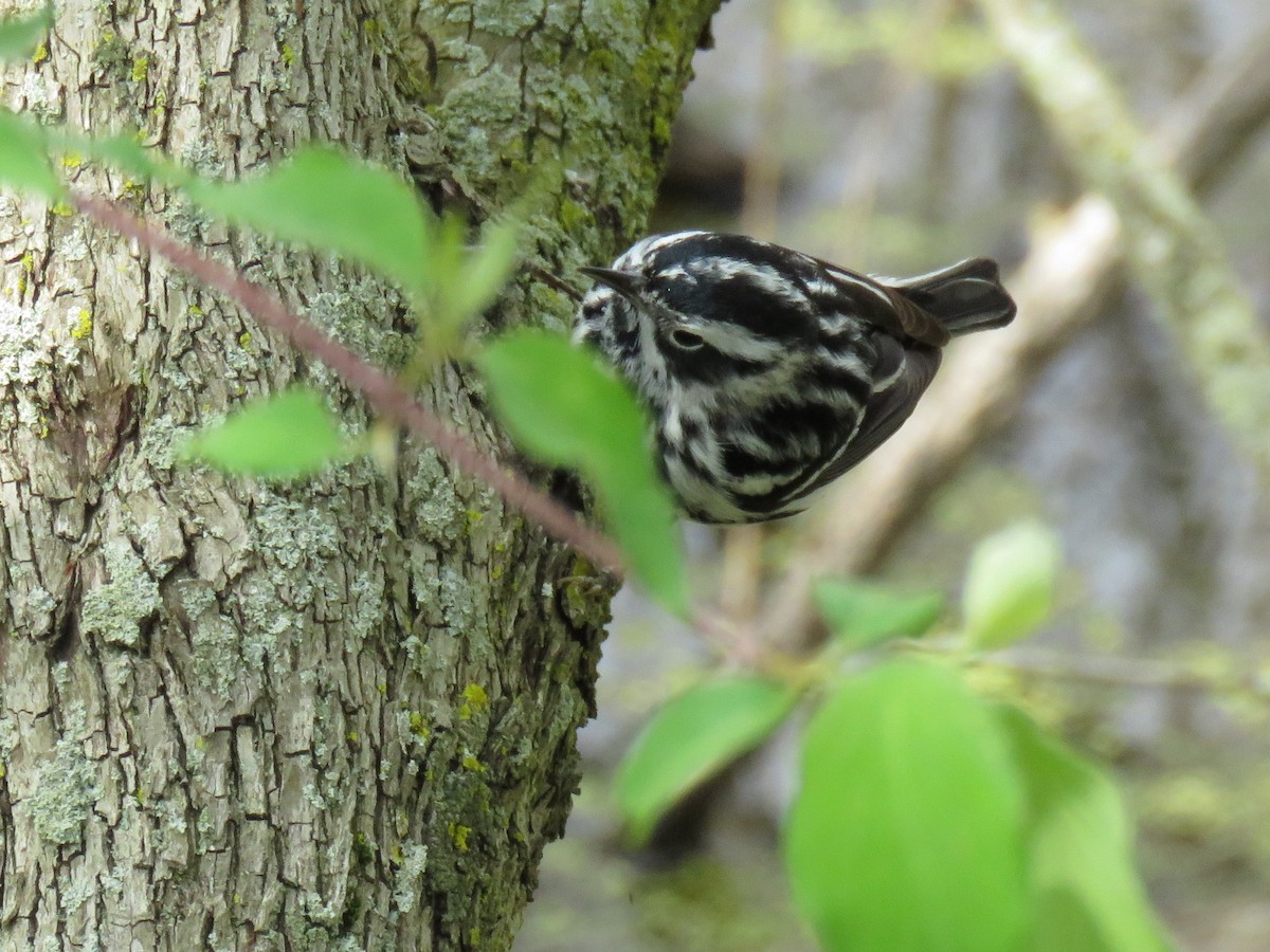 Black-and-white Warbler - ML29214951