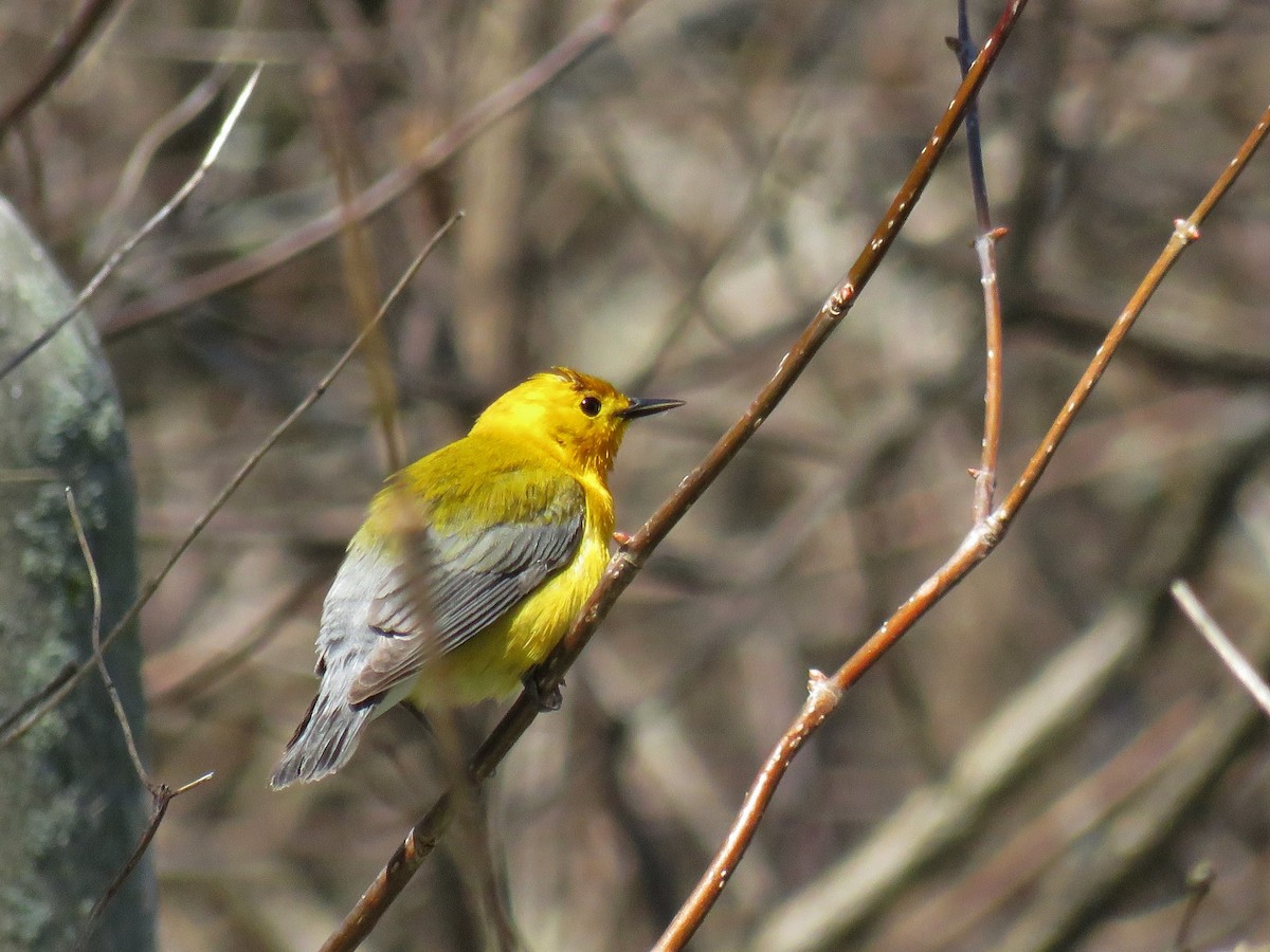 Prothonotary Warbler - ML29214961