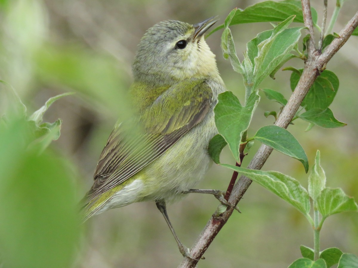 Tennessee Warbler - Nathan Martineau