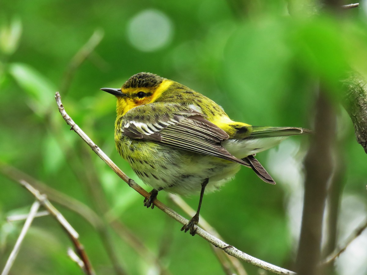 Cape May Warbler - ML29215051