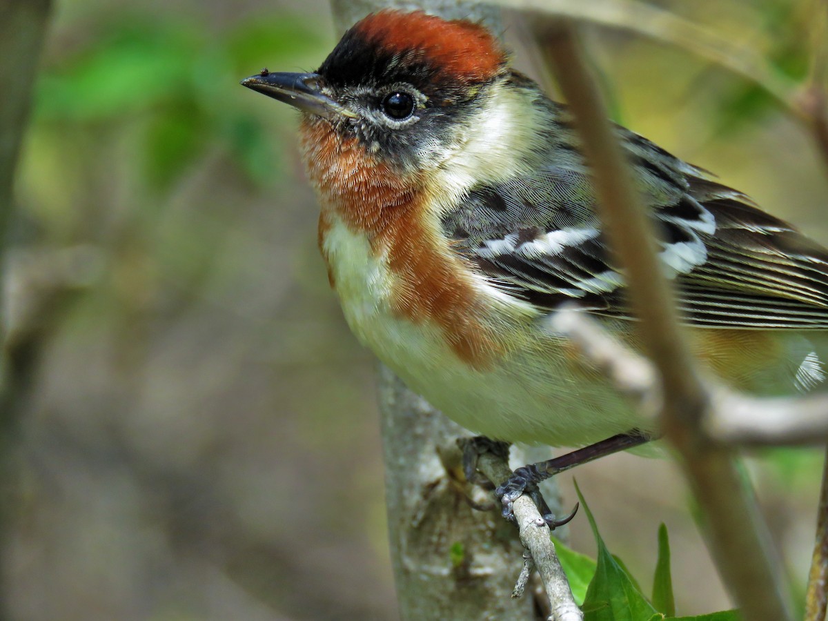 Bay-breasted Warbler - ML29215141