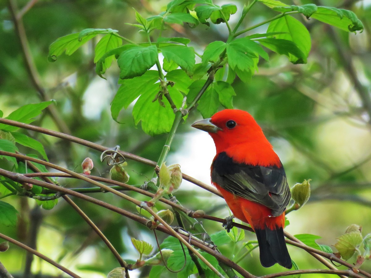 Scarlet Tanager - ML29215691