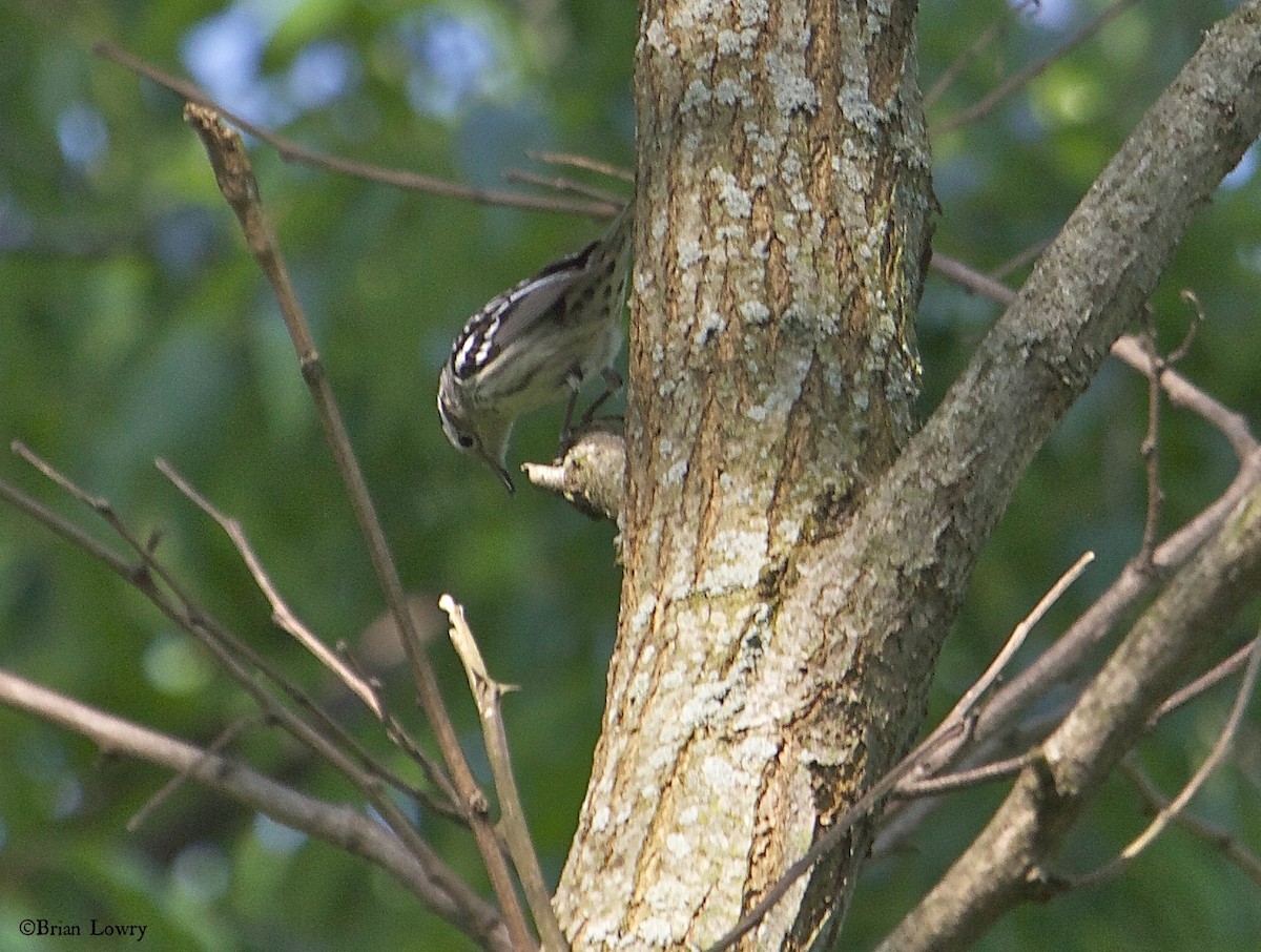 Black-and-white Warbler - Brian Lowry