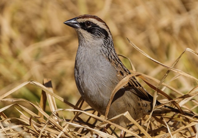 Adult face. - Striped Sparrow - 