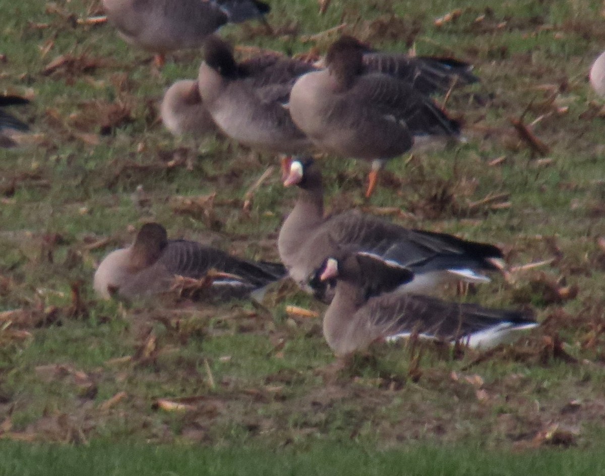 Greater White-fronted Goose - ML292162551