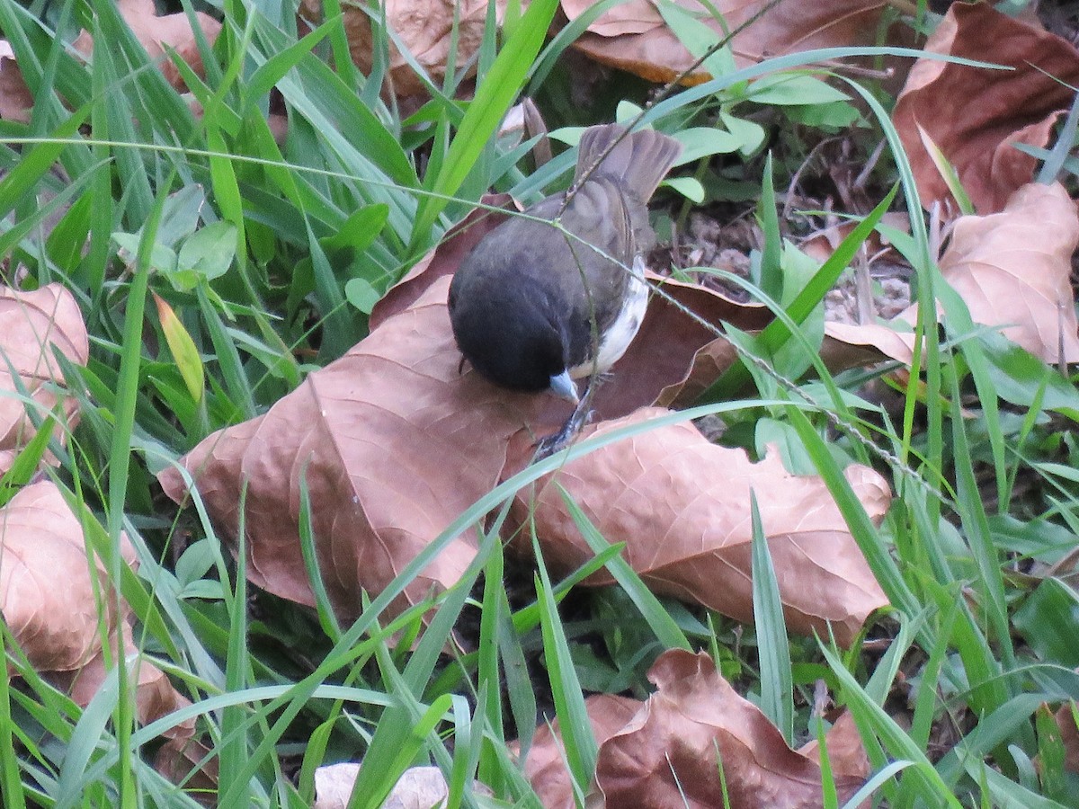 Yellow-bellied Seedeater - ML29216701