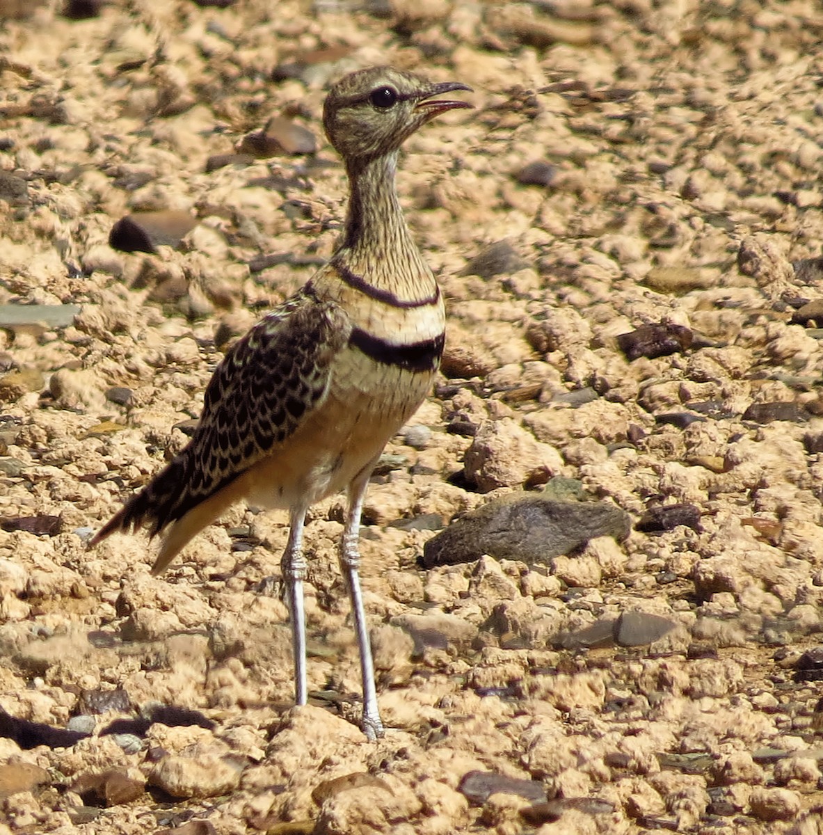 Double-banded Courser - ML292168321