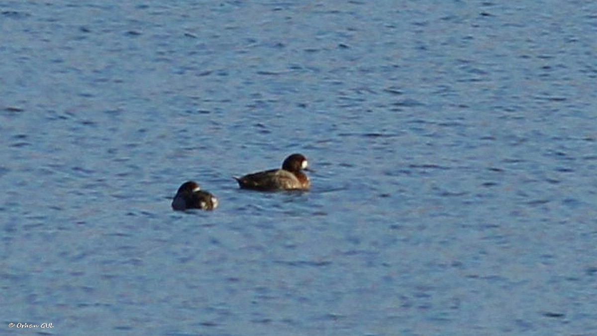 Greater Scaup - ML292169071