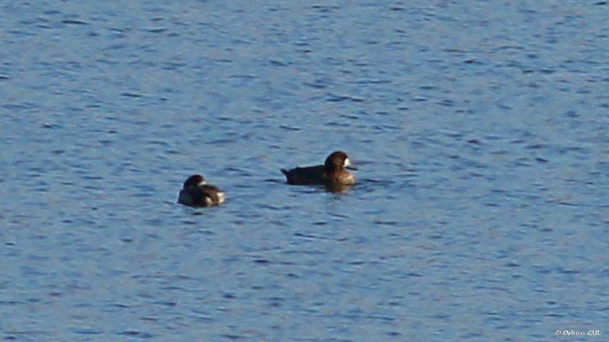 Greater Scaup - ML292169081