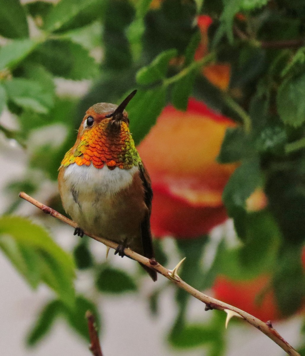 Rufous Hummingbird - ML292169881
