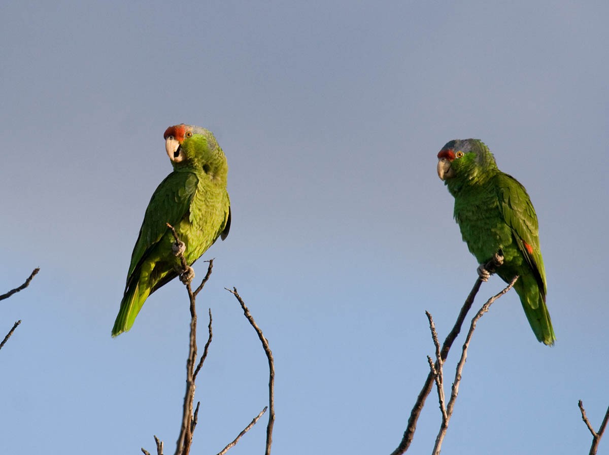 Red-crowned Parrot - ML29217041