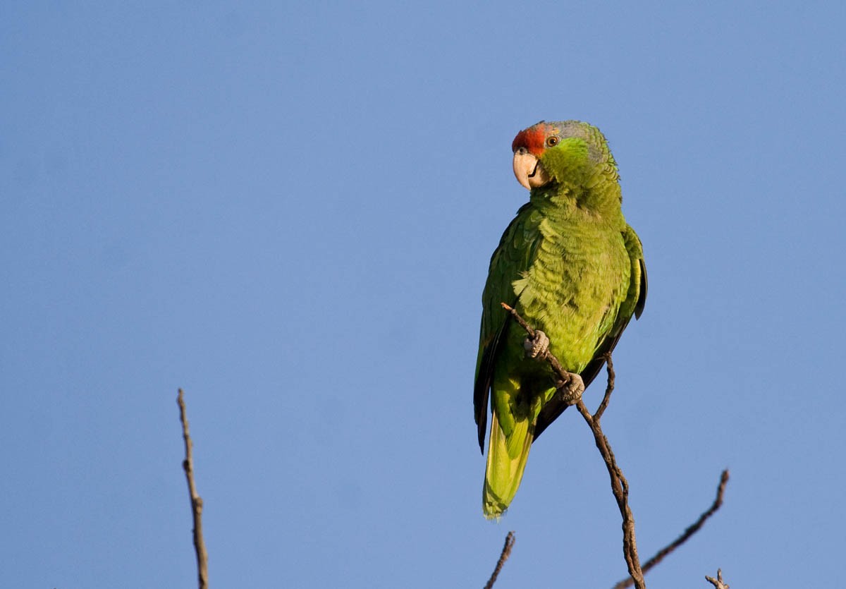 Red-crowned Parrot - Greg Gillson